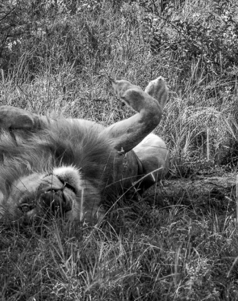 Courtney Dalziel Unknown Lions 3 Courtney Dalziel Unknown Lions 3