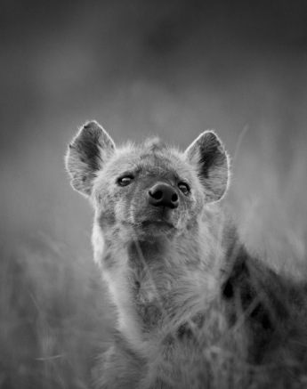 Hyena 5 Hyena 5