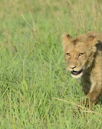 Southern Pride Cub Southern Pride Cub