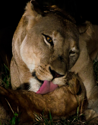 Grooming 4 Grooming 4