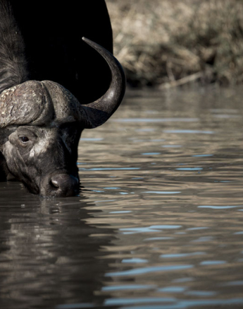 Buffalo 3 Buffalo 3