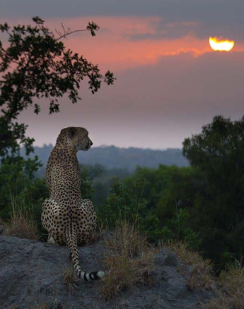 09Blog Cheetah Male3 09Blog Cheetah Male3