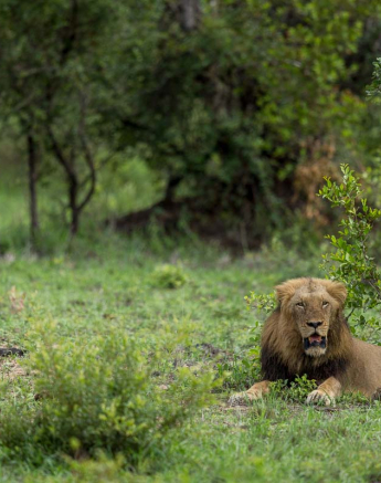 01Pravir Patel Lion01 01Pravir Patel Lion01