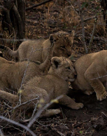 21Sheldon Hooper SP Small Cubs 3 21Sheldon Hooper SP Small Cubs 3