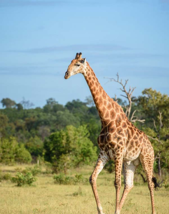 Mike Palmer Giraffe1 Mike Palmer Giraffe1