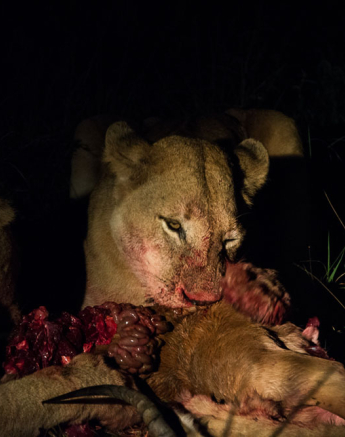 Southern Pride 6 Southern Pride 6