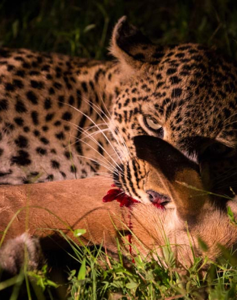 Warthog Wallow 01 Warthog Wallow 01