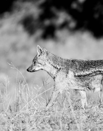 06Mike Palmer Jackal 100616 06Mike Palmer Jackal 100616