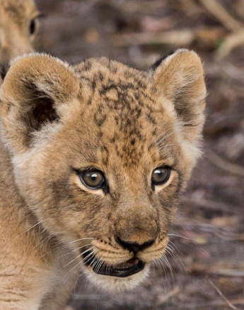 20Sheldon Hooper SP Small Cubs 20Sheldon Hooper SP Small Cubs
