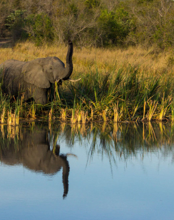 Elephant Kyle Elephant Kyle
