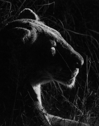 Lionness 1 Charles Lionness 1 Charles