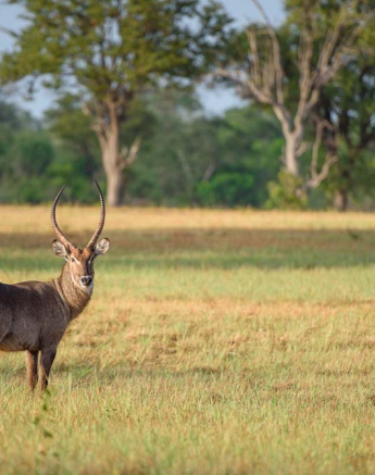 Mike Palmer Waterbuck Male Mike Palmer Waterbuck Male