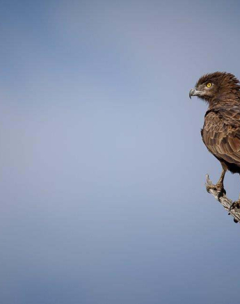 14Mike Palmer Snake Eagle 290316 14Mike Palmer Snake Eagle 290316