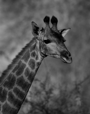 Giraffe BW Giraffe BW