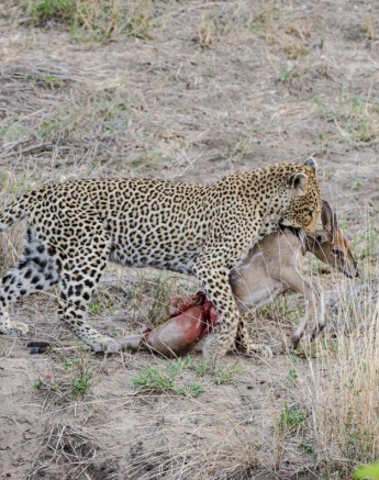 21Mike L WW Duiker 2 21Mike L WW Duiker 2