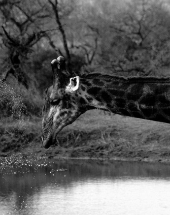 28Kevan Dobbie Giraffe 0808.1 Final 28Kevan Dobbie Giraffe 0808.1 Final