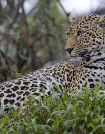 Leopard At Sabi Sabi On Hill Leopard At Sabi Sabi On Hill