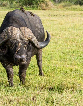 Buffalo Oxpeckers Buffalo Oxpeckers