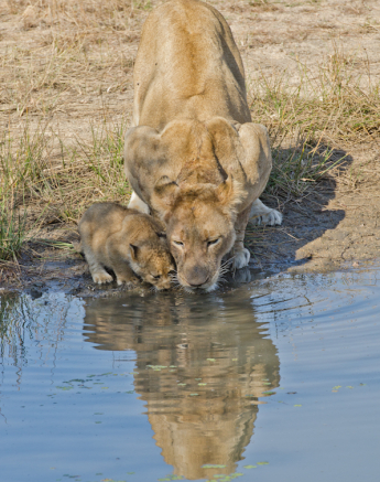 Southern Pride Southern Pride