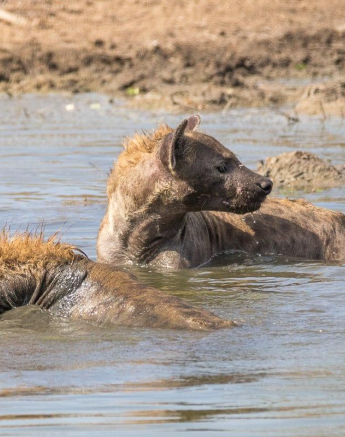 26Franscois Rosslee Hyenas1 26Franscois Rosslee Hyenas1