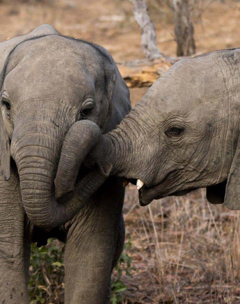 17Sheldon Hooper Elephant Fun 17Sheldon Hooper Elephant Fun