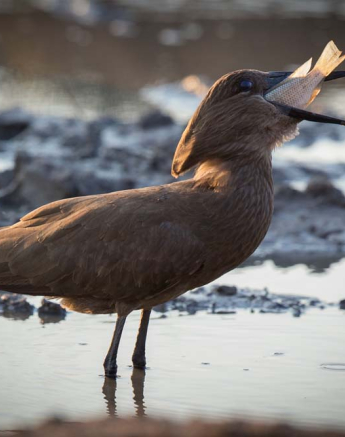 01Pravir Patel Hamerkop 01Pravir Patel Hamerkop