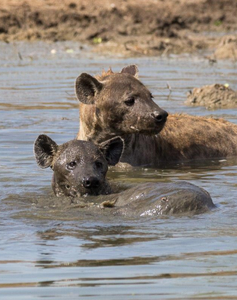 25Franscois Rosslee Hyenas 25Franscois Rosslee Hyenas