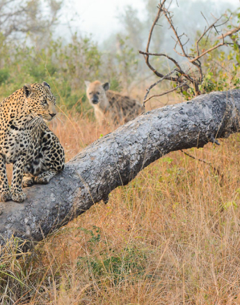 Nottins Tree Craig Nottins Tree Craig