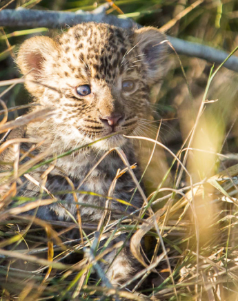 Leopard Cub 2 Pravir Leopard Cub 2 Pravir