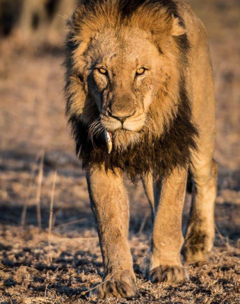 12Terry Ennever Lions 12 6 16 3 12Terry Ennever Lions 12 6 16 3