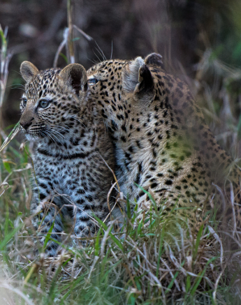 Warthog Wallow And Cub 9 Warthog Wallow And Cub 9