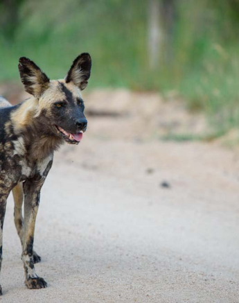 Mike Palmer Wild Dogs Main 1 Mike Palmer Wild Dogs Main 1