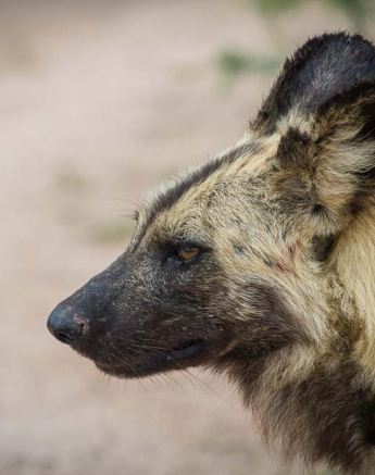 Kosie Dog Blog Kosie Dog Blog