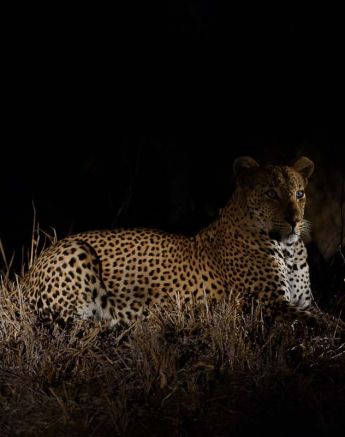 15Mike Palmer Mandleve Ingwe D. 1 15Mike Palmer Mandleve Ingwe D. 1