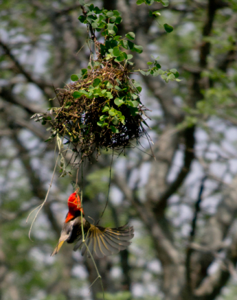 Weaver 2 Weaver 2