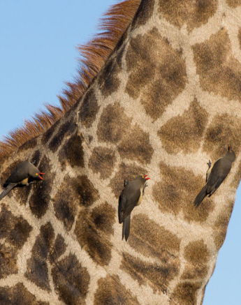 Oxpecker Neck Oxpecker Neck
