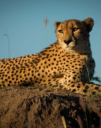 26Male Cheetah Grant Rodewijk 280316 1 26Male Cheetah Grant Rodewijk 280316 1