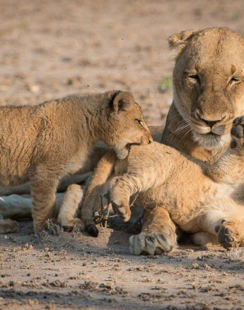 27Terry Ennever Lions And Cubs 6 9 16 1 27Terry Ennever Lions And Cubs 6 9 16 1