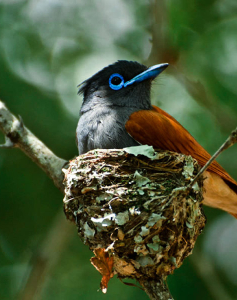 Paradise Flycatcher 1 Paradise Flycatcher 1