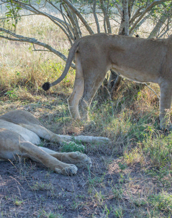 SP Lionesses 1 SP Lionesses 1