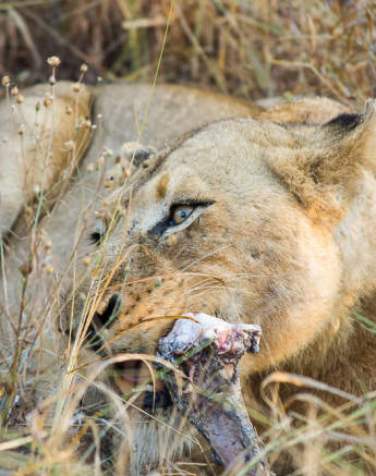 Old Bamba Lioness Old Bamba Lioness