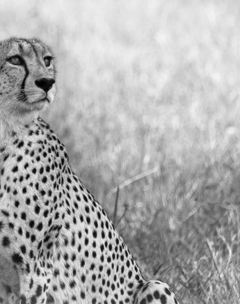 Kosie Cheetah Blog Kosie Cheetah Blog