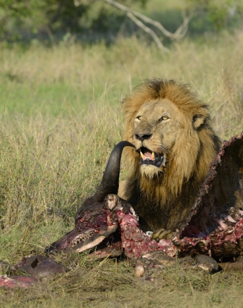 Kruger Male On Buffalo Kill Kruger Male On Buffalo Kill