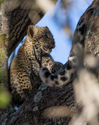 Nottin Cub 1 Nottin Cub 1