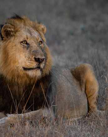 Sandriver Male Rich Sandriver Male Rich