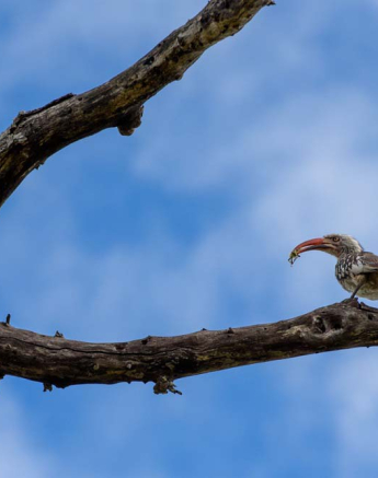 Mike Palmer Red Billed Hornbill 1 Mike Palmer Red Billed Hornbill 1