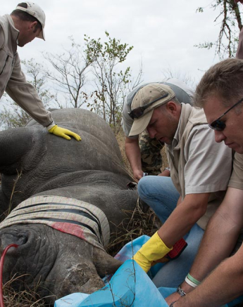 Rhino Horn Treatment 4 Rhino Horn Treatment 4