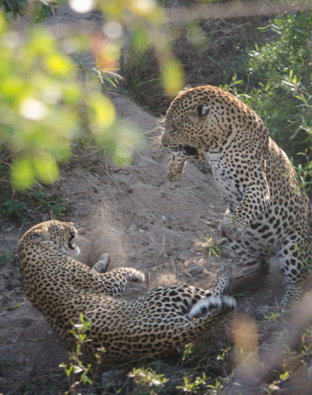 Maxabeni Mating Steve Maxabeni Mating Steve
