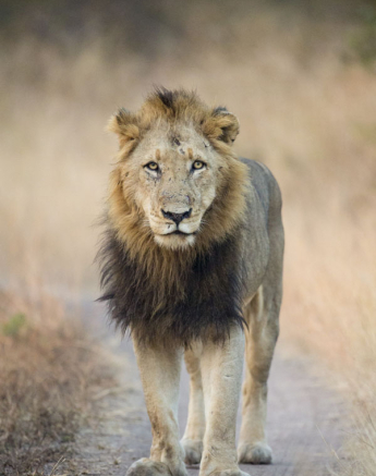 Lions 2 Lions 2