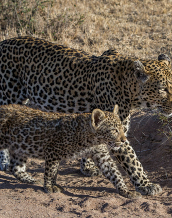 Nottins Cub 4 Nottins Cub 4